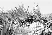 Jimador corta las bolas de agave como parte del proceso de elaboración del tequila, en la sierra del municipio del mismo nombre, en Jalisco