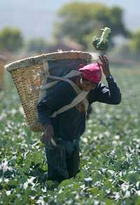 Un jornalero trabaja en el corte de brócoli en Michoacán