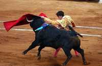 El diestro capitalino José Mauricio cortó oreja a Luna nueva