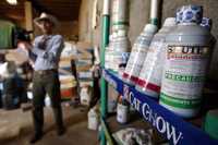 Algunos de los pesticidas usados en el campo jalisciense para el cultivo del agave tequilero; imagen de archivo