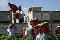 Las grandes corporaciones controlan la cadena de producción y dejan en desventaja a jornaleros