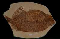 Una de las 389 piezas fósiles del acervo que ahora pertenece a la nación