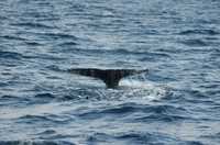 La ballena gris recorre el puerto de Ensenada durante su migración desde Alaska hacia las cálidas aguas de la laguna Ojo de Liebre, en Baja California Sur, donde nacen sus crías después de tres meses y 12 mil kilómetros de travesía
