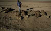 Un agricultor camina entre las reses muertas por la sequía en Stroeder, Argentina. El gobierno anunció ayer medidas de ayuda al sector