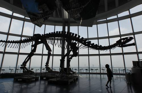 La Jornada: Los fósiles de dinosaurios son un nuevo filón para las casa de  subastas de arte