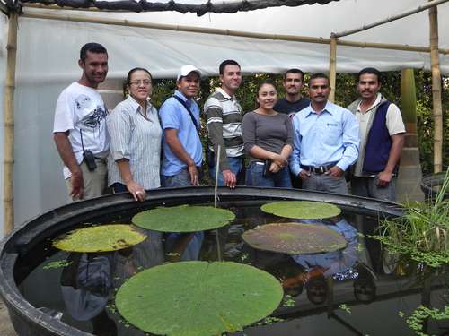 La Jornada Logran La Reproduccion De La Victoria Amazonica En Sinaloa