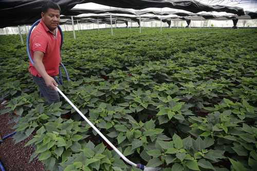 La Jornada: Organizará Sederec en Reforma expo para comercializar flor de nochebuena La Jornada: Organizará Sederec en Reforma expo para comercializar flor de nochebuena
