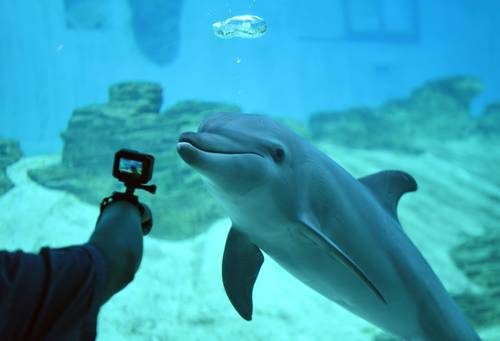La Jornada El Estres Afecta La Salud De Delfines En Cautiverio Senala Investigacion