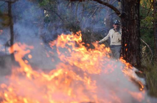 Destruye un incendio 500 hectáreas de bosques en Veracruz