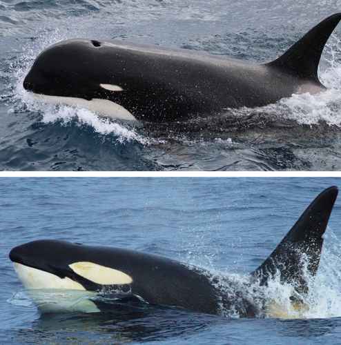 Analizan ADN de orcas halladas en Chile para confirmar si son una nueva especie 
