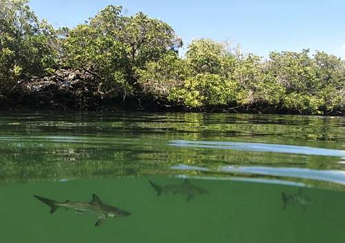 Hallan guardería de tiburones martillo en Galápagos; alienta el rescate del pez
<br>