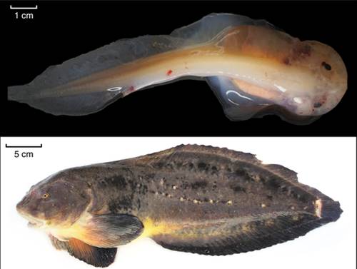 Genoma de pez revela cómo se adaptan los animales para vivir en ambientes hostiles