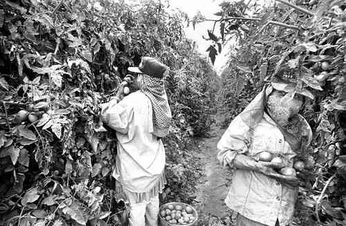 Representan las mujeres 50% de la fuerza de trabajo agrícola en países pobres