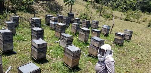 Productores de Oaxaca subsisten gracias a la apicultura itinerante