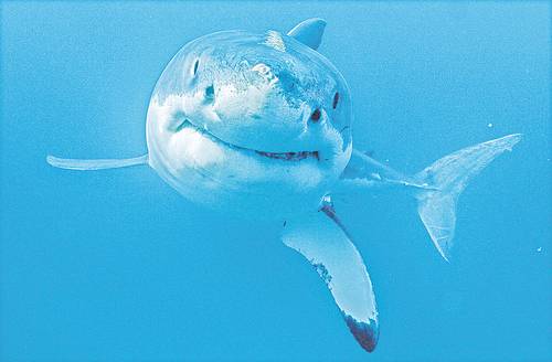 Talla promedio y población de tiburones disminuyen si tienen vecinos humanos 