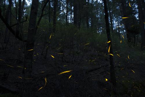 Pérdida de hábitat, pesticidas y luz artificial amenazan supervivencia de las luciérnagas 