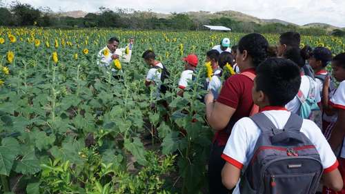 El santuario de girasoles más grande de Oaxaca, refugio para las abejas
<br>