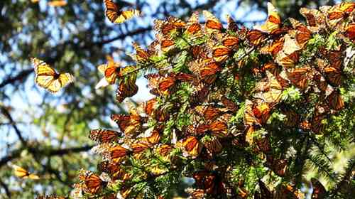 
<br>En 30 años, la temperatura en la región de la monarca se ha elevado 2.5 grados 