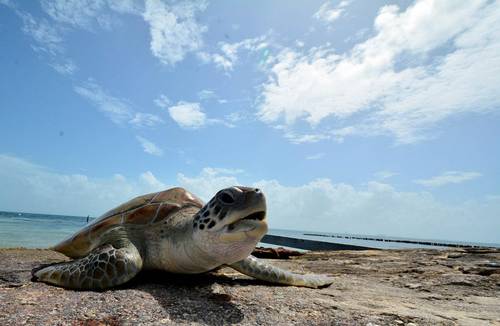Tortugas marinas confunden el olor del plástico con el de la comida 