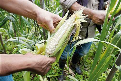 Al Ejecutivo, la Ley para la Protección del Maíz Nativo