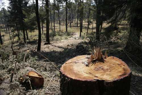 Desmantelamiento en Semarnat agrava la degradación ambiental