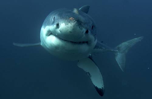 Pese a estar en riesgo, se permite captura de tiburones: Oceana México