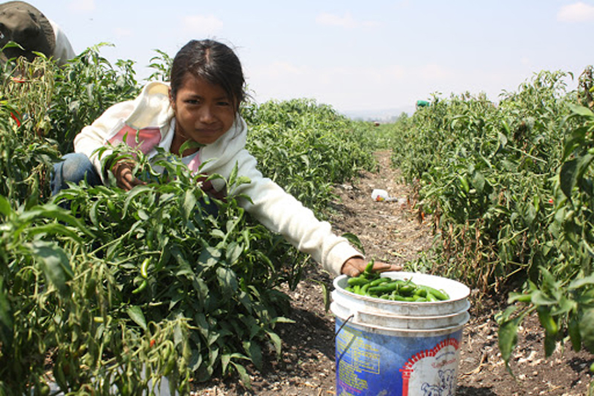 Mujeres, el sector más vulnerable en campos agrícolas de San Quintín