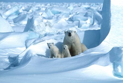 El deshielo en el Ártico pone a los osos polares al borde de la extinción