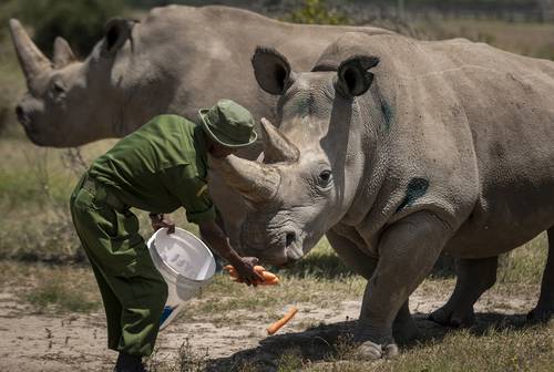 Los animales hervíboros, en mayor riesgo de extinción que depredadores y omnívoros