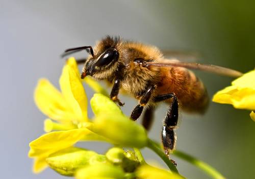 La contaminación del aire, devastadora para los animales polinizadores