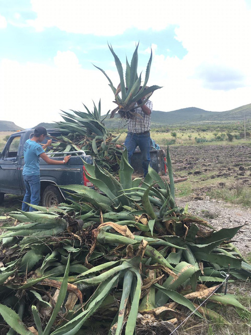 Descarga de agaves en Vía Orgánica, El Membrillo, Guanajuato. Ercilia Sahores