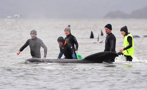 Muere alrededor de un tercio de las 270 ballenas piloto varadas en Tasmania