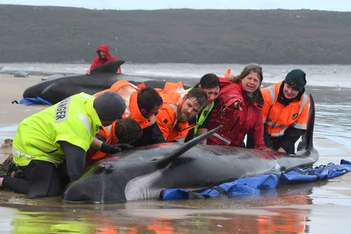 Sacrifican a algunas ballenas varadas en una bahía de Tasmania