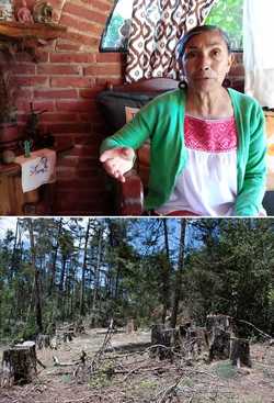 
<br>Amagan de muerte a defensora de bosque en Hidalgo