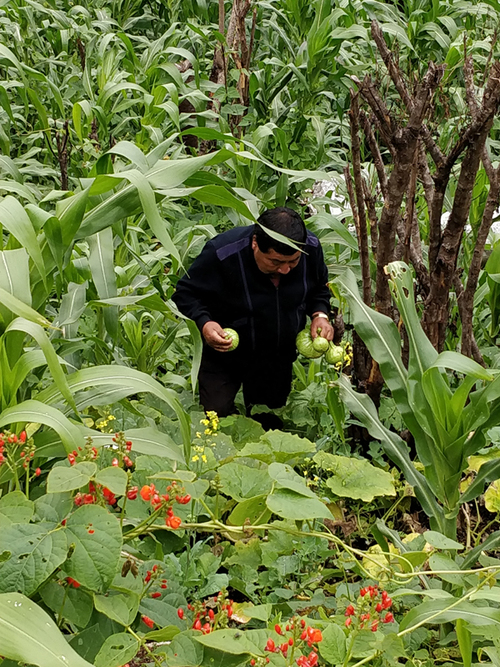 Milpa, imitando a la naturaleza. Bruce Ferguson