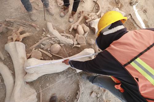 En el nuevo aeropuerto, sala para exhibir fauna prehistórica de la zona