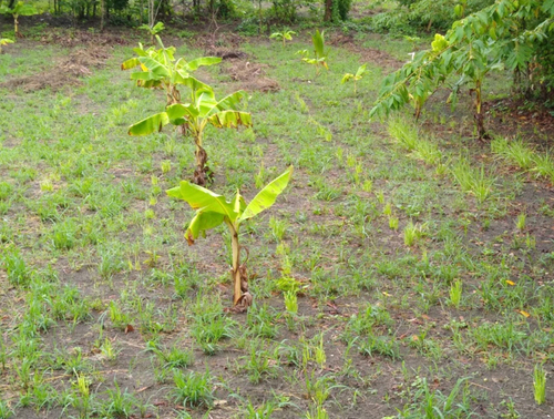 Plantíos de plátano y cebollín. Se muestra el color amarillento de las plantas y el raquítco crecimiento que antecede a su muerte, tanto en hortalizas como en otro tipo de cultivos. Cortesía: Julisa Hernández Gijón