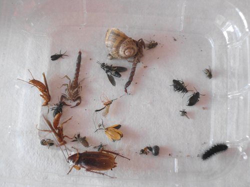 Muestra de algunos insectos muertos el 5 de agosto de 2015, en un domicilio, después de la nebulización con Malatión en 2015