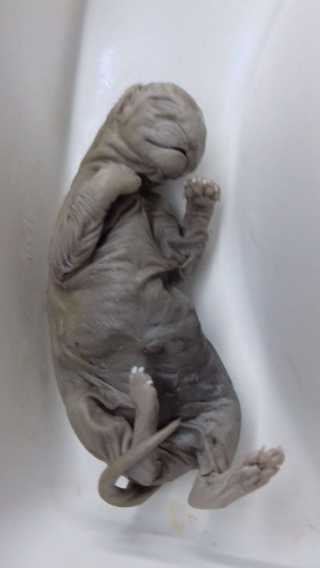 Gatito nacido muerto en 2020 con microcefalia y anormalidades neurológicas y musculares.