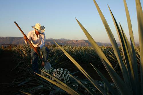 Acuerdan México y GB proteger bebidas espirituosas