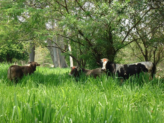 Bovinos en silvopastoreo de árboles dispersos Guillermo Jiménez Ferrer