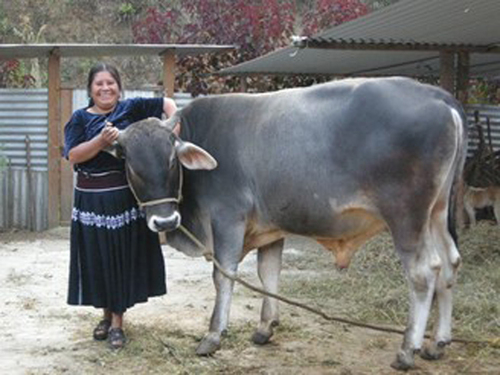 Joven tzeltal y su becerro. T. Alemán