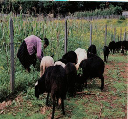 Ovinos, milpa y mujer tzotzil. T. Alemán