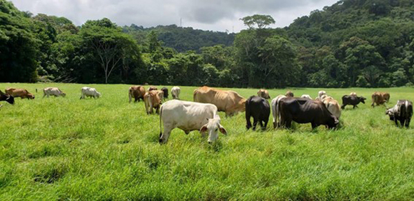Finca La Quina, Costa Rica.