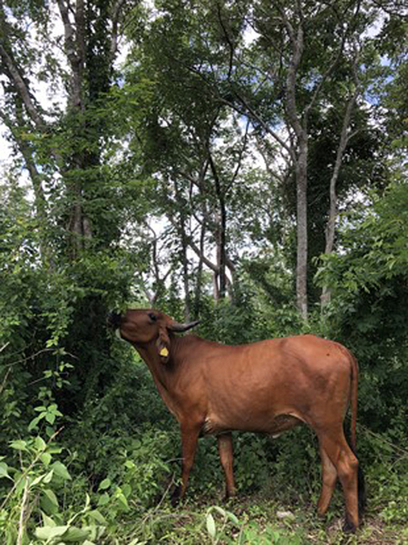 Vaca en pastoreo en un sistema silvopastoril. Francisco J. Solorio