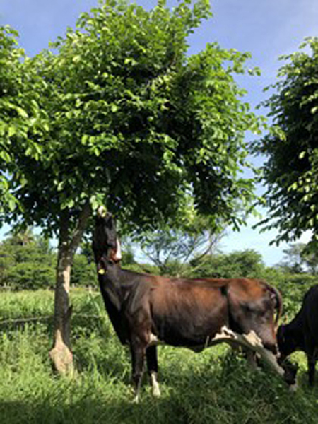 Vaca ramoneando follaje de Brosimum alicastrum. Francisco J. Solorio