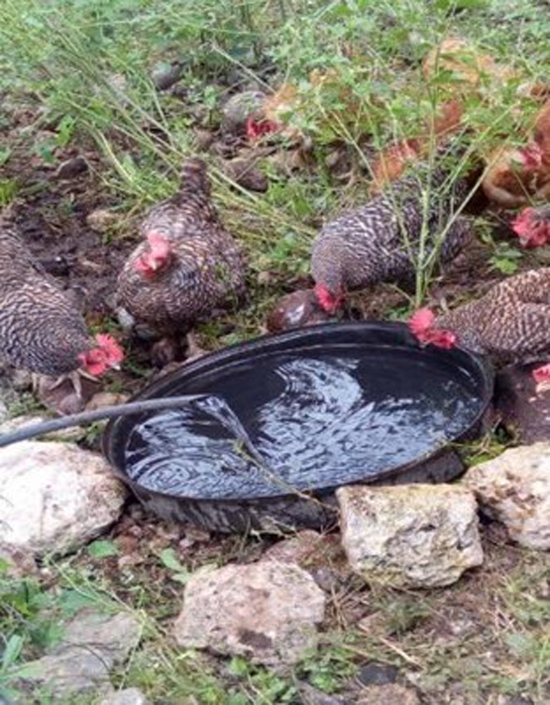 Diversificando con crianza de gallinas de postura en libre pastoreo. Armin Ayala