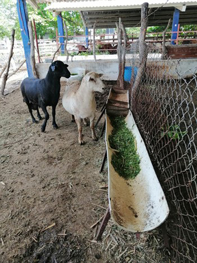 Follaje de Gliricidia en la alimentación de ovinos en el Instituto Tecnológico de Tizimín. Armin Luna Mendicuti