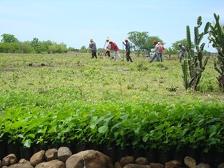 Preparación para el trasplante de árboles. Silvia López