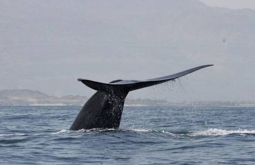 Canción única devela la existencia de una nueva población de ballenas azules